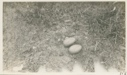 Image of Red throated Loon's nest- 2 eggs